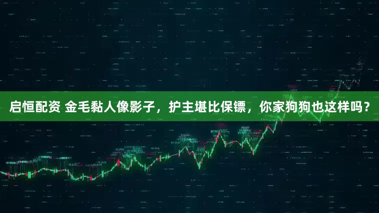 启恒配资 金毛黏人像影子，护主堪比保镖，你家狗狗也这样吗？